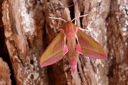 hawkmoth wildlifetrusts moths